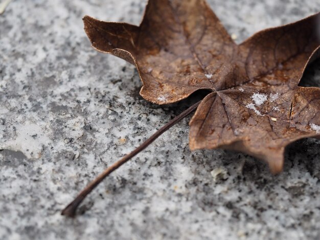 Foto prossimo piano di una foglia secca sulla roccia durante l'inverno