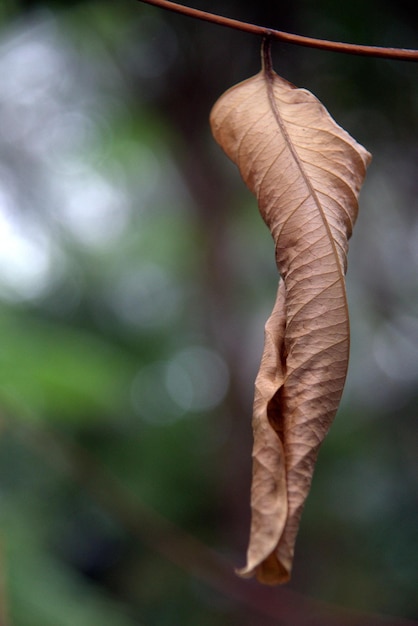 Close-up of dry leaf on tree