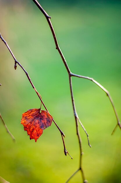 Close-up of dry leaf on twig