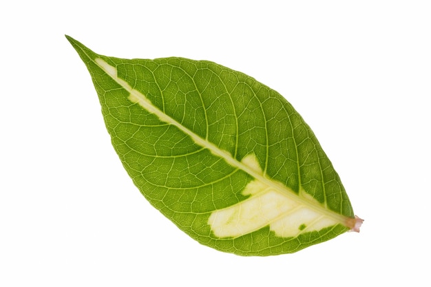 Photo close-up of dry leaf on white background