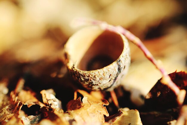 Foto prossimo piano di una foglia secca su legno