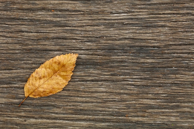 Photo close-up of dry leaf on wooden table