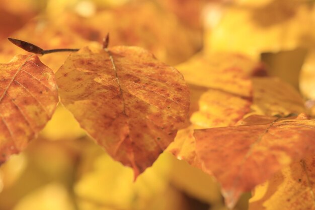 Close-up of dry leaf