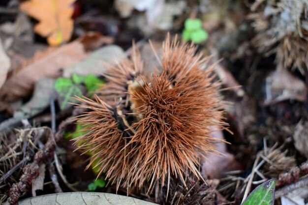 Foto close-up di foglia secca