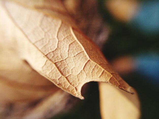 Foto close-up di foglia secca