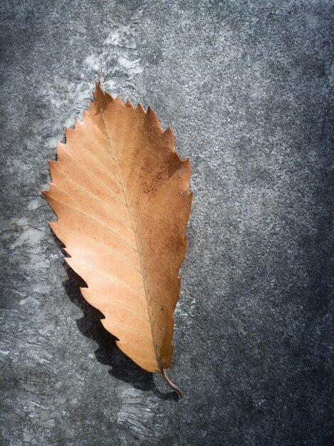 Photo close-up of dry leaf