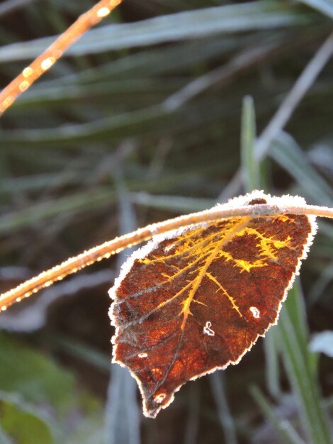 Photo close-up of dry leaf