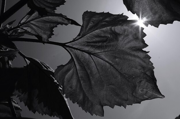 Photo close-up of dry leaves against sky