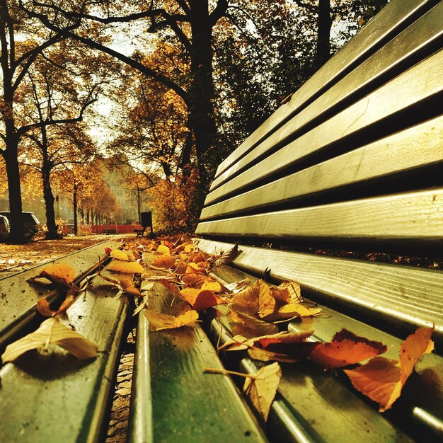 Photo close-up of dry leaves on bench at park