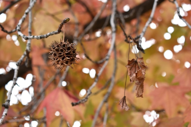 Close-up of dry leaves on branch