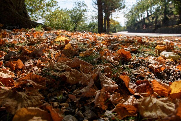 Close-up of dry leaves fallen on tree