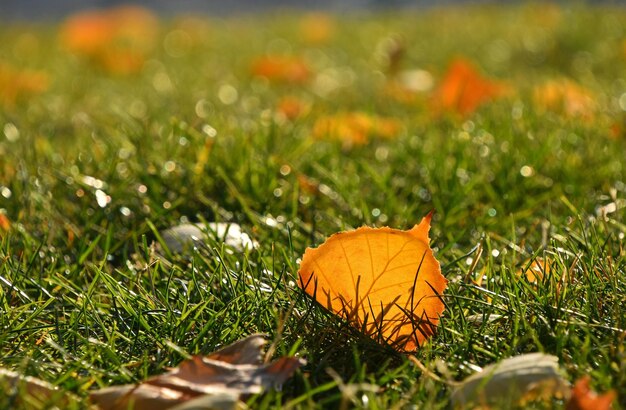 Photo close-up of dry leaves on field