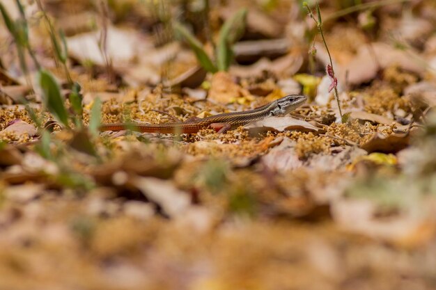 Close-up of dry leaves on field