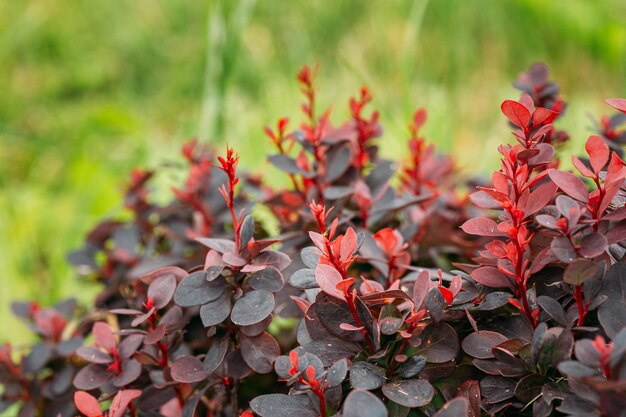 Photo close-up of dry leaves on field