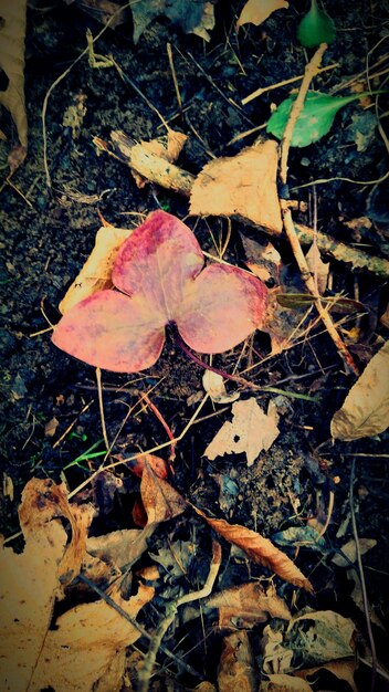 Photo close-up of dry leaves on ground