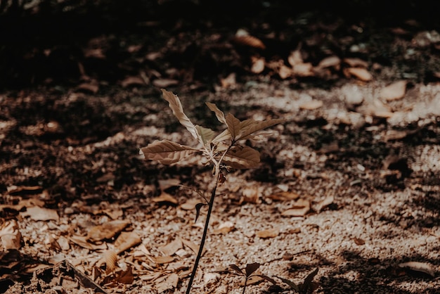 Photo close-up of dry leaves on ground