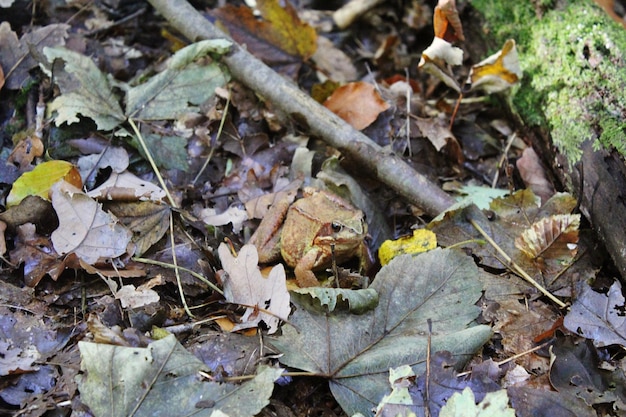 Close-up of dry leaves on ground