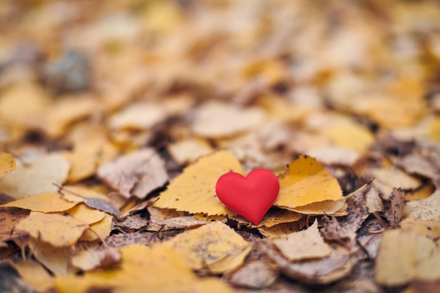 Foto close-up di foglie secche a forma di cuore durante l'autunno