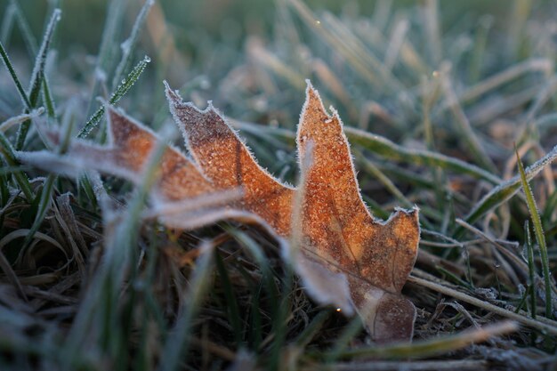 Photo close-up of dry leaves on land