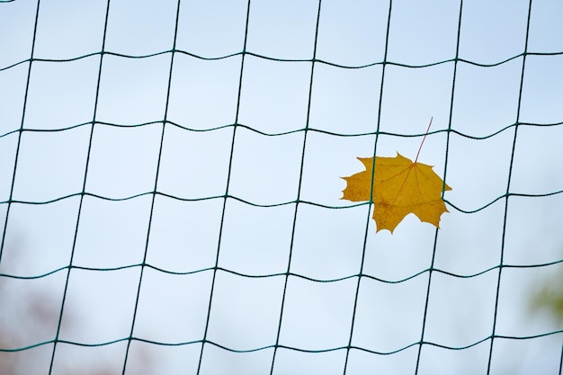 Close-up of dry leaves on metal fence