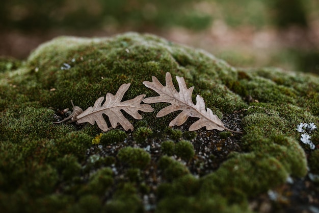 Photo close-up of dry leaves on moss covered rock