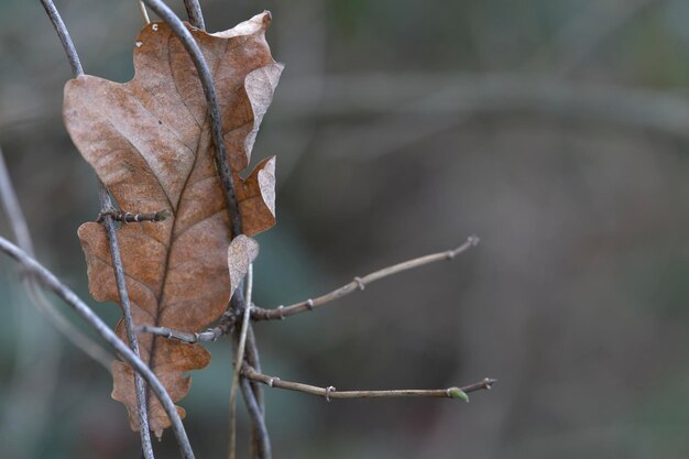 Photo close-up of dry leaves on plant