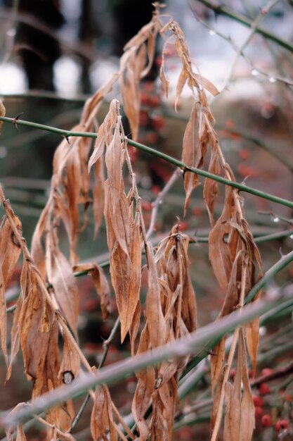 Photo close-up of dry leaves on plant