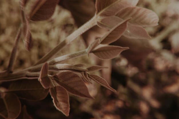 Photo close-up of dry leaves on plant
