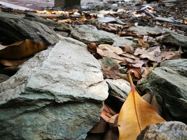 Foto close-up di foglie secche su roccia