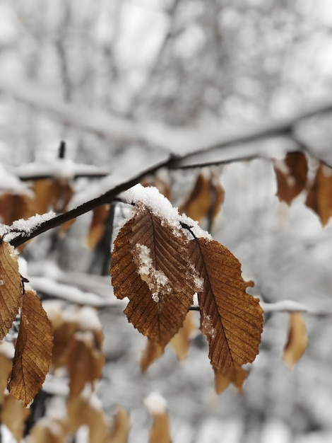 Close-up of dry leaves on snow