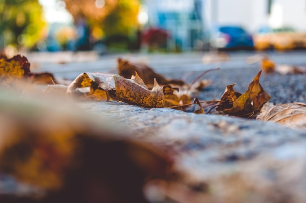 Photo close-up of dry leaves on street