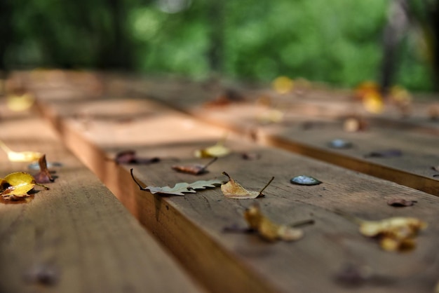 Photo close-up of dry leaves on table