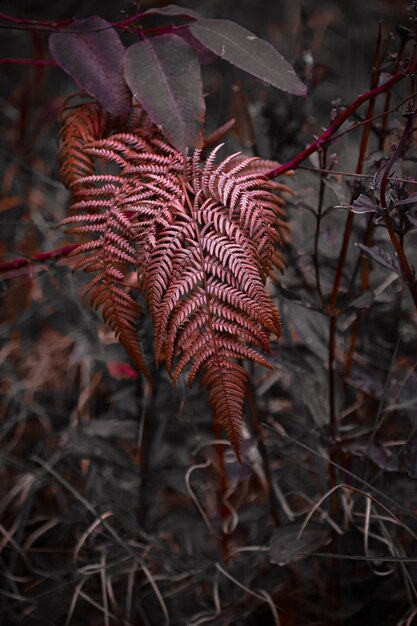 Foto close-up di foglie secche su un albero