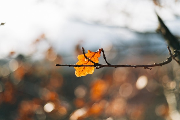 Photo close-up of dry leaves on tree