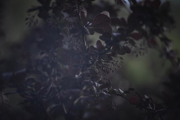 Foto close-up di foglie secche su un albero