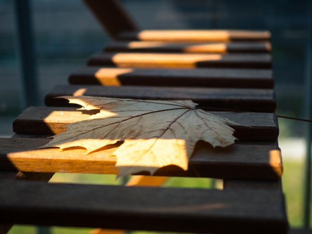 Foto close-up di foglie secche sul legno