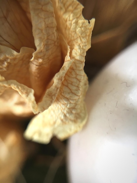 Photo close-up of dry leaves