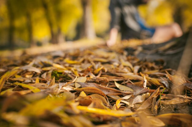 Photo close-up of dry leaves