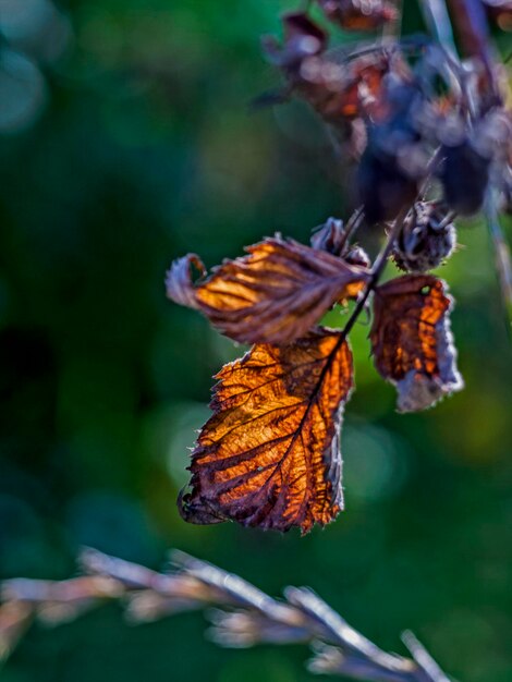 Foto close-up di foglie secche