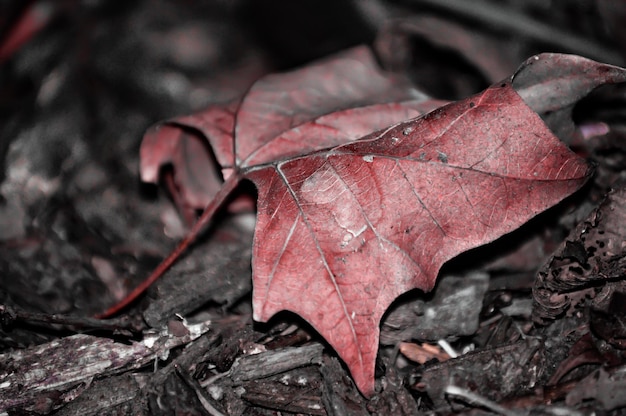 Close-up of dry maple leaf during autumn