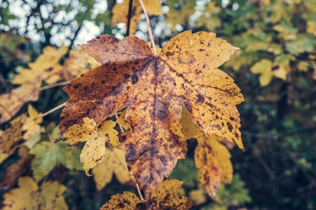 Close-up of dry maple leaf during autumn