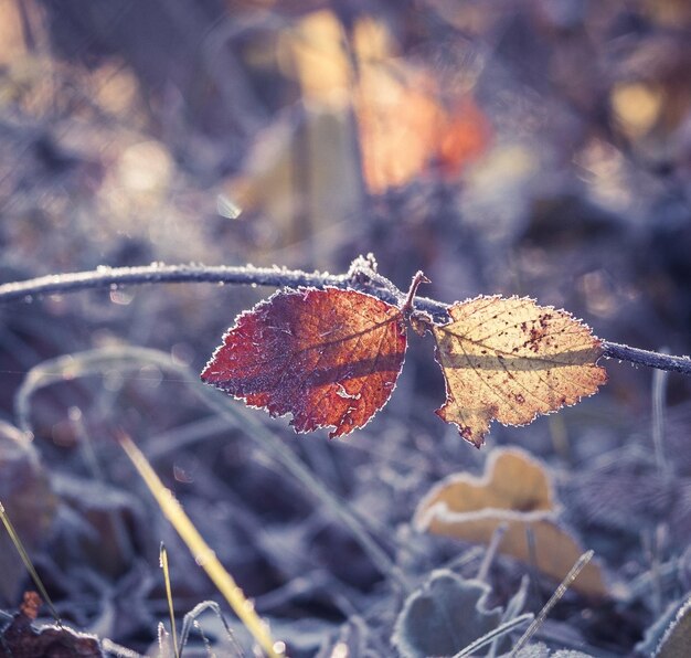 Close-up of dry maple leaf on branch