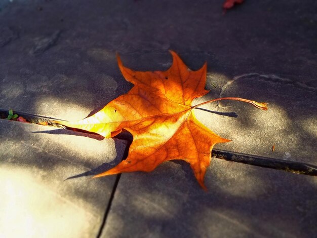 Foto close-up di foglia di acero secca durante l'autunno