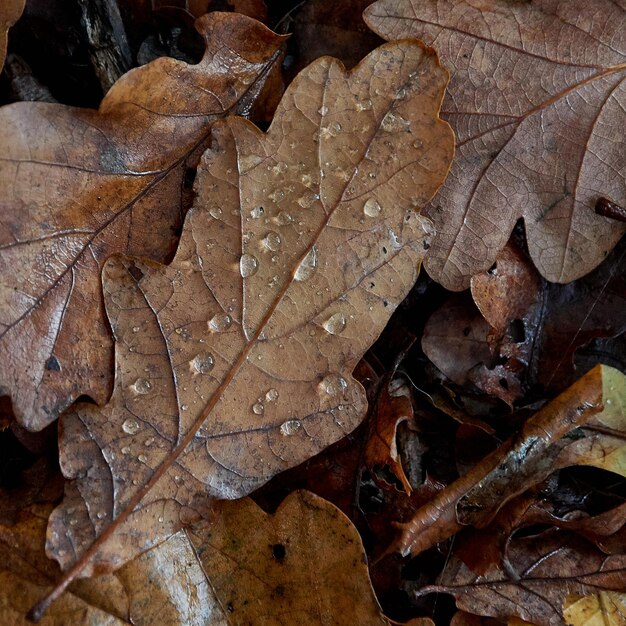 Photo close-up of dry maple leaf on land