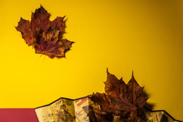 Close-up of dry maple leaf on yellow background