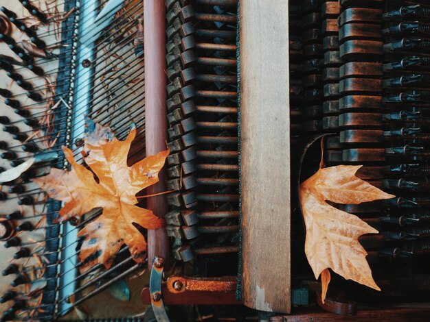 Foto prossimo piano di una foglia d'acero secca