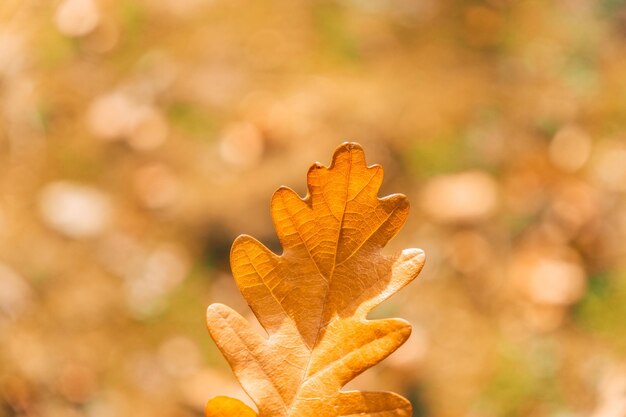 Close-up of dry maple leaf