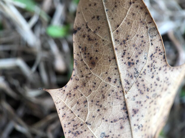 Foto prossimo piano di una foglia d'acero secca