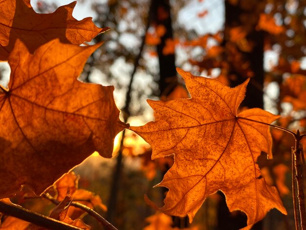 Close-up of dry maple leaves against blurred background