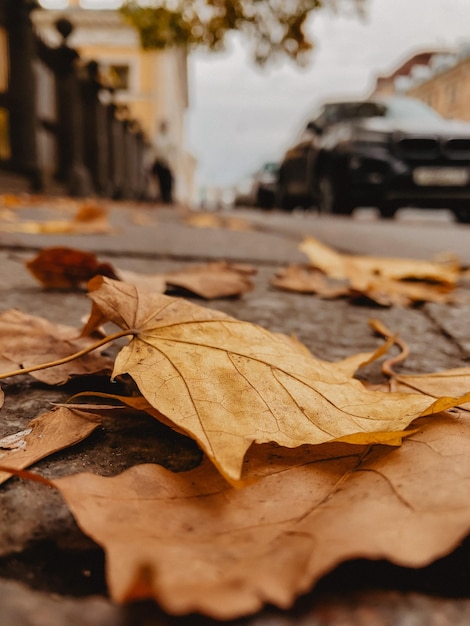 Foto close-up di foglie di acero secche in una strada della città